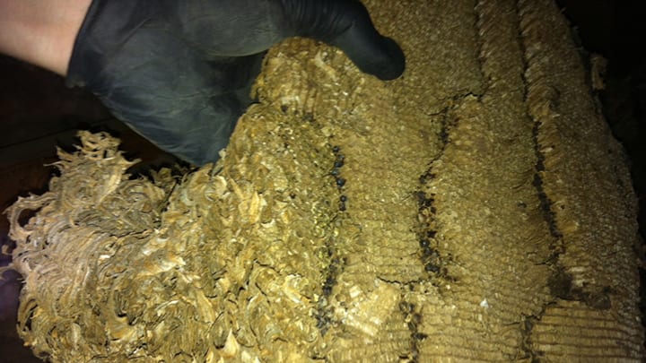 dormant wasp nest image by Westside Pest Control dormant wasp nest Metro Vancouver, BC - Westside Pest Control
