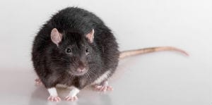 rodent-control Rodent Control Metro Vancouver, BC - Westside Pest Control