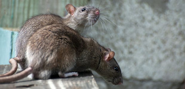 Rodent Control Burnaby, BC - Westside Pest Control