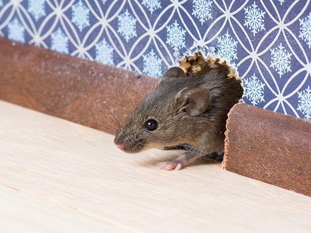 Rat Control Vancouver BC  Call for a Free Quote 604-559-9060