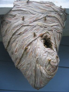 Wasps Nest in Vancouver Wasps Nest in Vancouver