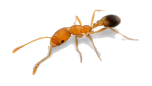 pharaoh ant pharaoh ant