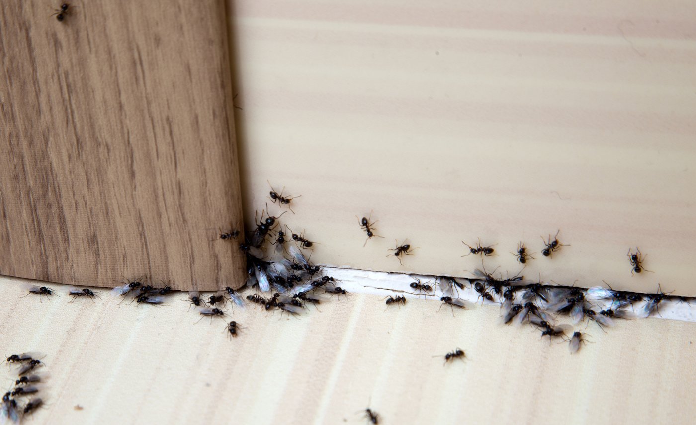 How To Prevent Carpenter Ants From Coming Near Your Home