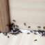 Ants during the spring