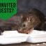 How to get rid of rats permanently
