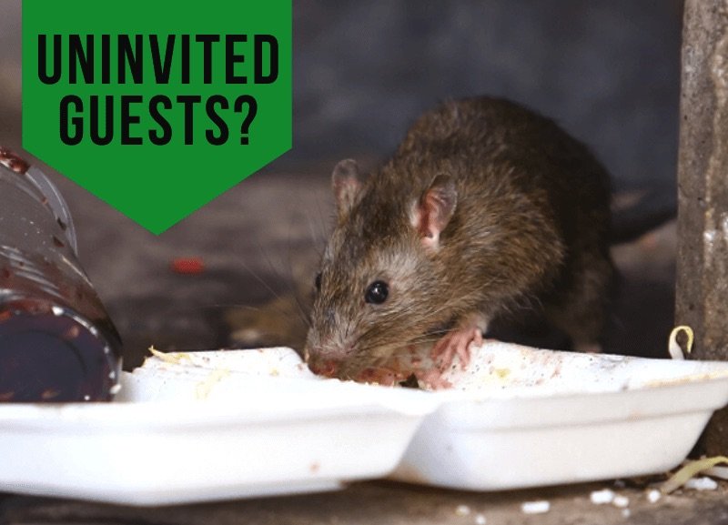 How to Get Rid of Rats Fast & Permanently:: The Ultimate Guide (2023)
