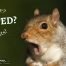 How to keep Squirrel out of your home