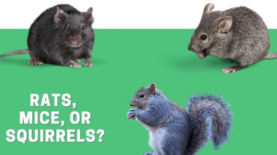 https://westsidepestcontrol.com/wp-content/uploads/2022/10/Rats-mice-or-squirrels.jpg