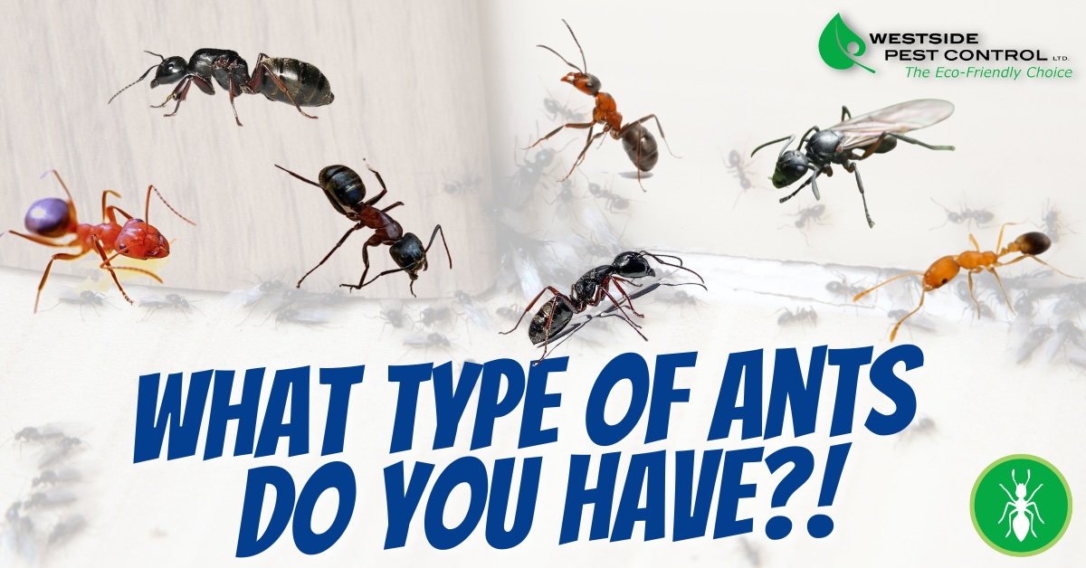 What types of ants do you have