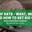 roof rats - what, why, and how to get rid of