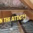 How to get rid of rats in the attic - Westside Pest Control Vancouver