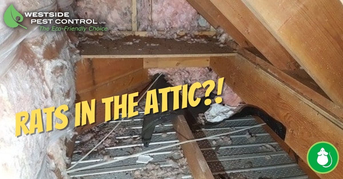 How to get rid of rats in the attic - Westside Pest Control Vancouver